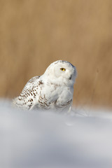 White Snowy owl (Nyctea scandiaca) with yellow eyes sitting on the snow during cold winter