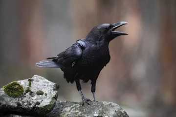 Selbstklebende Fototapeten Schwarzer Vogelrabe mit offenem Schnabel, der auf dem Stein sitzt © ondrejprosicky