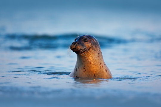 Atlantic Grey Seal, Halichoerus grypus, portrait in the dark blue water wit morning sun, animal swimming in the ocean waves, Helgoland island, Germany
