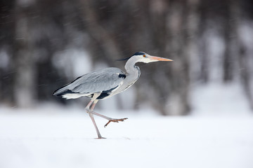 Grey Heron in white snow wind during cold winter