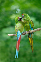 Naklejka premium Pair of birds, green parrot Military Macaw, Ara militaris, Costa Rica