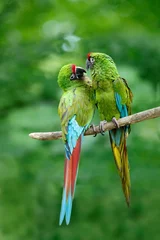 Printed kitchen splashbacks Parrot Pair of birds, green parrot Military Macaw, Ara militaris, Costa Rica