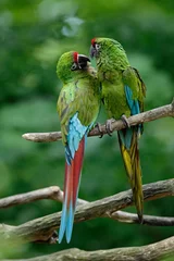 Wandcirkels aluminium Pair of birds, green parrot Military Macaw, Ara militaris, Mexico © ondrejprosicky