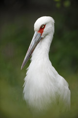 Portrait white bird, Maguari Stork, Ciconia maguari