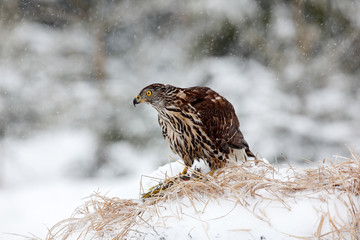 Bird of prey Goshawk kill bird and sitting on the snow meadow with open wings, blurred snowy forest in background