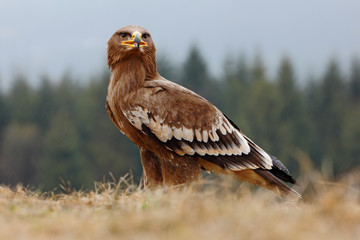 Steppe Eagle, Aquila nipalensis, sitting in the grass on meadow, forest in background