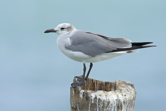 Laughing Gull, Leucophaeus atricilla, sitting on the stick, with clear blue background, Belize