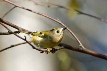 Perching Goldcrest in spring