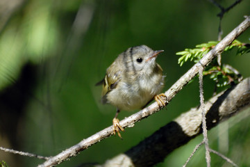Fototapeta premium Baby goldcrest bird in firry forest
