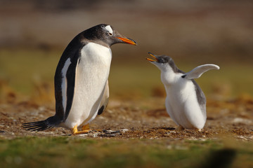 Young gentoo penguin beging food beside adult gentoo penguin, Falkland Islands