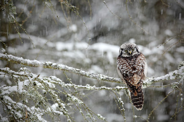 Hawk Owl sitting on the larch in cold snow winter