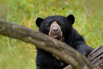 Portrait of Malayan Sun Bear, Helarctos malayanus,