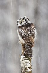 Obraz premium Hawk Owl sitting on the branch during winter with snow flake