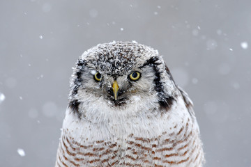 Hawk Owl sitting on the branch during winter with snow flake, portrait of winter bird, Sweden