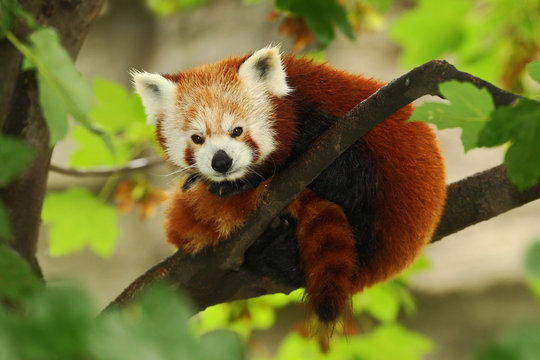 Cute Red panda lying on the tree with green leaves