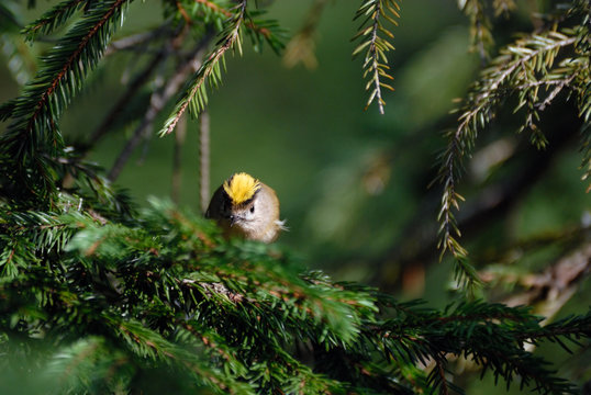 Sunny Goldcrest in dark firry forest