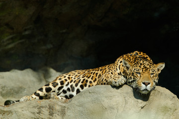 Naklejka premium Big spotted cat Sri Lankan leopard, Panthera pardus kotiya, lying on the stone in the rock, Yala national park, Sri Lanka