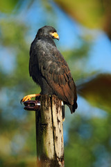 Zone-tailed Hawk, Buteo albonotatua, birds of prey sitting on the electricity pole, forest habitat in the background, Dominical, Costa Rica