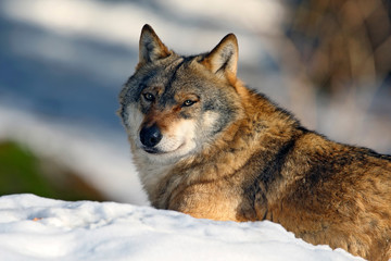 Gray wolf, Canis lupus, portrait at white snow, Norway