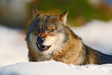 Obraz premium Gray wolf, Canis lupus, portrait at white snow, Norway