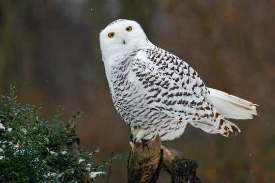 Snowy owl, bird with yellow eyes sitting in tree trunk, in the nature habitat, Sweden