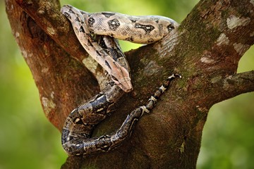 Boa constrictor snake on the tree in the wild nature, Belize