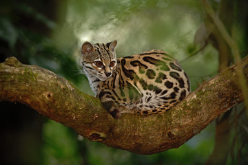 Fototapeta premium Nice cat margay sitiing on the branch in the costarican tropical forest