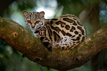 Fototapeta premium Margay, Leopardis wiedii, beautiful cat sitiing on the branch in the costarican tropical forest