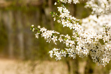 Sunny abstract green nature background, selective focus