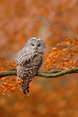 Obraz premium Ural Owl, Strix uralensis, sitting on tree branch, at orange leaves oak forest