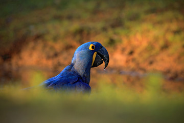 Portrait big blue parrot Hyacinth Macaw, Anodorhynchus hyacinthinus, with drop of water on the bill, Pantanal, Brazil, South America