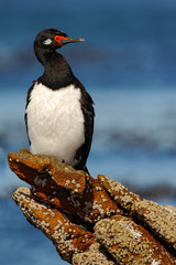 Fototapeta premium Rock Shag, Phalacrocorax magellanicus, black and white cormorant with red bill siting on the stone, blue sea in the background, Falkland Islands 