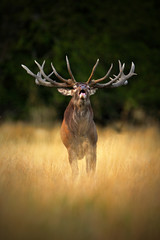 Bellow majestic powerful adult red deer stag in autumn forest, Dyrehave, Denmark