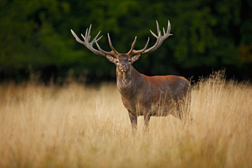 Bellow majestic powerful adult red deer stag outside autumn forest, Dyrehave, Denmark