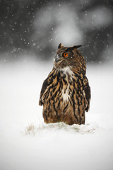 Big Eurasian Eagle Owl during winter with snow
