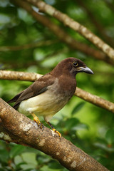 Brown Jay, Cyanocorax morio, bird from green Costa Rica forest, in the tree habitat