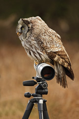 Great grey owl, Strix nebulosa, sitting on tripod with white long lens © ondrejprosicky