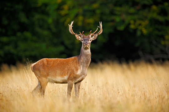 Bellow majestic powerful adult red deer stag outside autumn forest, Dyrehave, Denmark