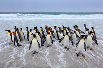 Obraz premium Group of king penguins coming back from sea tu beach with wave a blue sky