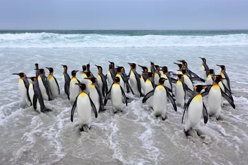 Plexiglas foto achterwand Group of king penguins coming back from sea tu beach with wave a blue sky © ondrejprosicky