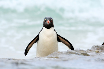 Rockhopper penguin, Eudyptes chrysocome, jumps out of the blue water while swimming through the ocean in Falkland Island