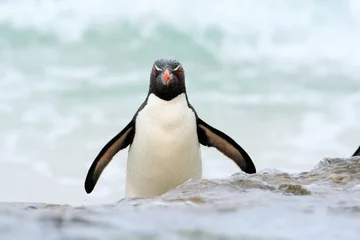 Foto op Plexiglas Rockhopper penguin, Eudyptes chrysocome, jumps out of the blue water while swimming through the ocean in Falkland Island © ondrejprosicky
