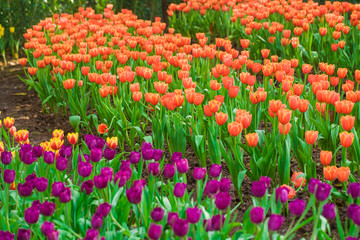Beautiful bouquet of tulips