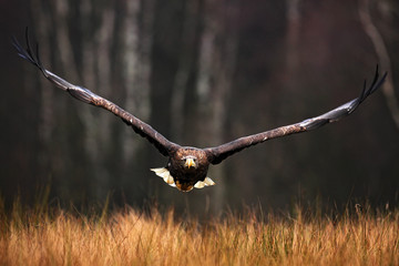 Face flight (Haliaeetus albicilla) White-tailed Eagle, birds of prey with forest in background