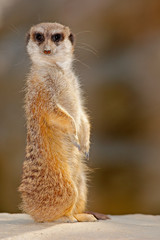 Fototapeta premium Cute Meerkat, Suricata suricatta, sitting on the stone