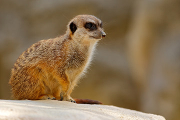 Cute Meerkat, Suricata suricatta, sitting on the stone