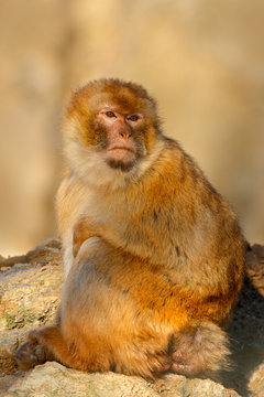 Barbary macaque, Macaca sylvanus, sitting on the rock, Gibraltar, Spain