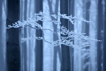 Blue and white Winter landscape in czech beech tree