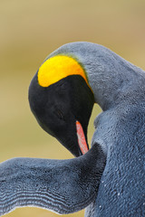 Portrait of King penguin, Aptenodytes patagonicus, detail cleaning of feathers, with black and yellow head, Falkland Islands