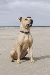 Hond zit op strand in de zon